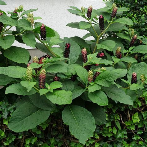 hermes beere|Kermesbeeren (Phytolacca) .